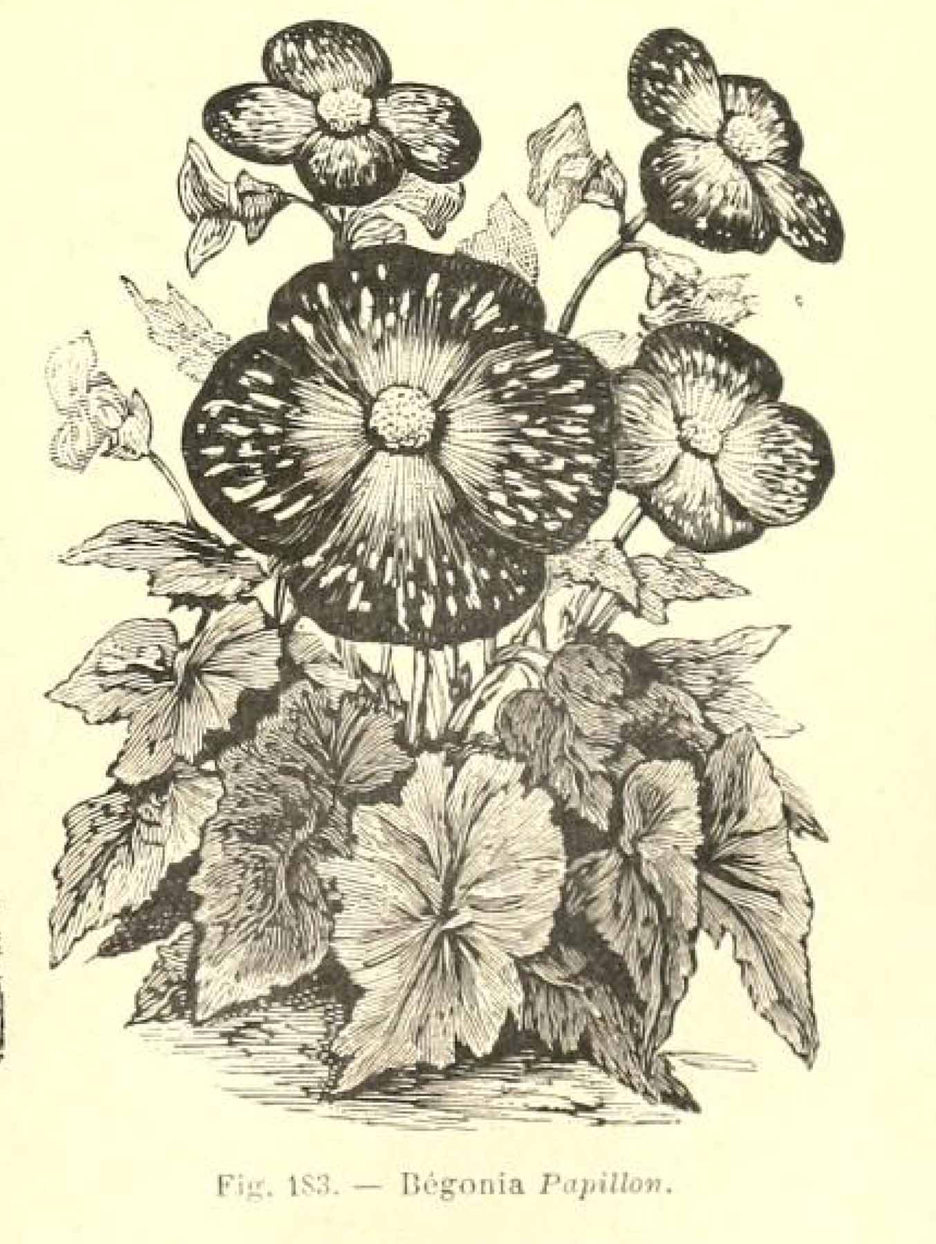 B. ‘Papillon’